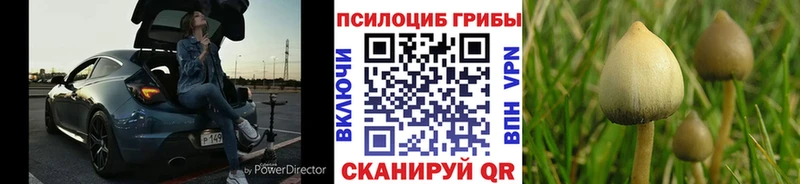 Псилоцибиновые грибы прущие грибы  Купить закладки  Грязовец 